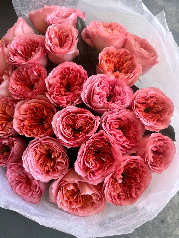Peony Roses. The photo shows a small size.